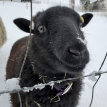 Belladonna, Lobelia, and Elinor