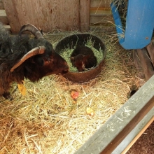 Tiny Radagast in his mama's grain pan!