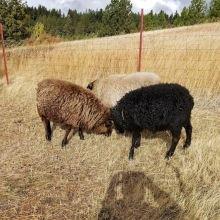 Such lovely fleece colors!