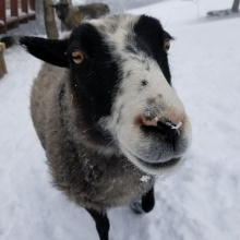 Love her sweet nose!