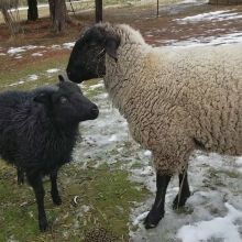 Tiny Rosie meets Cupcake!