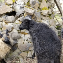Rohan, Rosie, and a Cupcake nose!