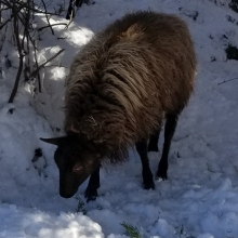 That lovely wool keeps him so warm!