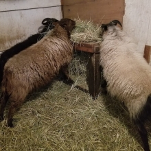Very tall little sheep, eating their nightly hay!