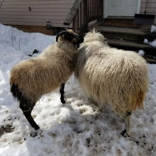 Rohan loves her great-aunty Panda Bear!