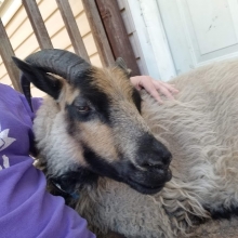 Rohan loves deck snuggles with Mommy!