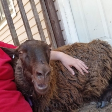 Deck sheep snuggles!