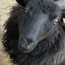 Gorgeous Rosie Cotton!