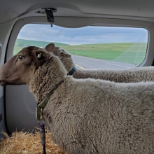 The ride home with Freckles!