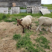 Welcome to the Fellowsheep, Deer!