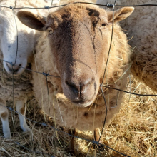 Sweetest girl (and Freckles, too!)!
