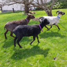 Running with his sisters, right after shearing!