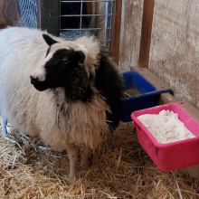 Inspecting her new digs!