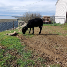 Pretty grazing Belladonna!