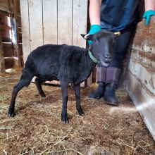 Belladonna has much to say about her first shearing!