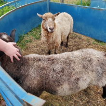 When we first met Dee Dee and Snickers!