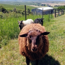 The Trio, part deux!