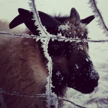 Beautiful frosty Rohan!