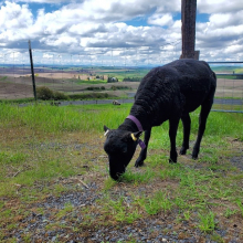 Little Lobelia, our tiniest sheep!