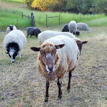 Dee Dee (with mama Deer right behind her)!