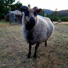 Our little Strut Muffin!